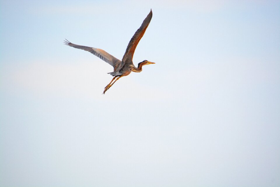 Wings nature flight