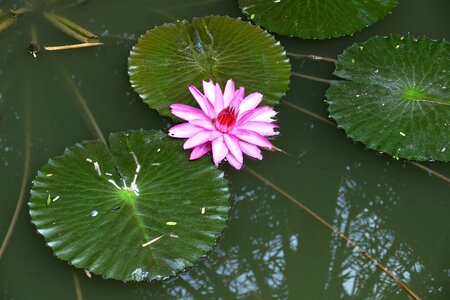 Tropical lake pond photo