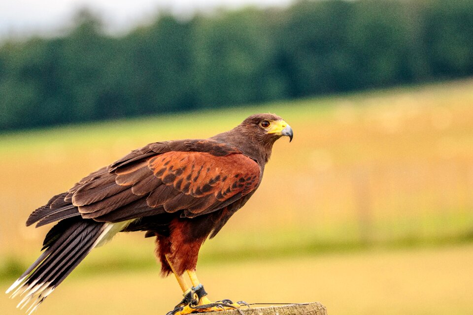 Animal beak predator