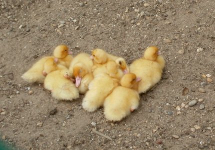 20110612Kleintierzuechter_Neulussheim5