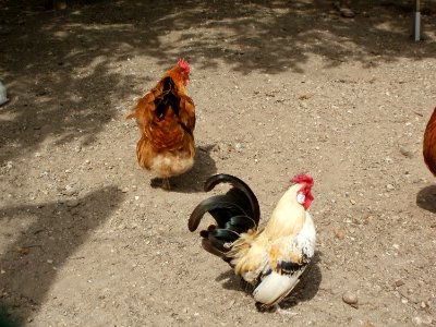 20110612Kleintierzuechter_Neulussheim6