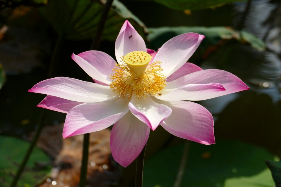 Water lily tropical lake