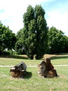 20110612Zitterpappel_Hockenheim2