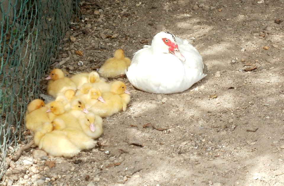20110612Kleintierzuechter_Neulussheim1