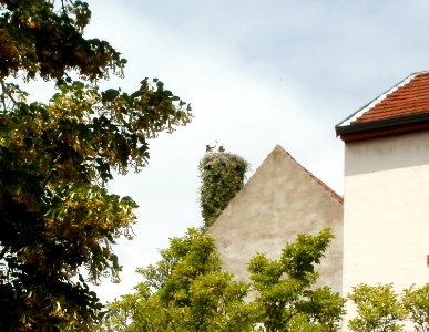 20110614Stoerche_Hockenhei2