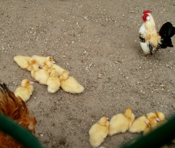 20110612Kleintierzuechter_Neulussheim4
