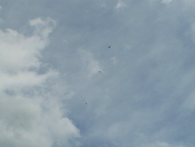 20110612Stoerche_Rheinhausen