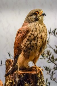 Nature fauna environmental museum