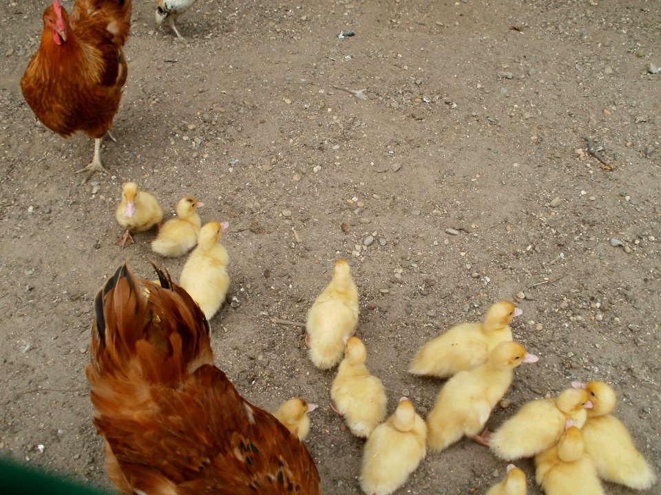 20110612Kleintierzuechter_Neulussheim2