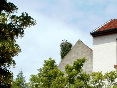 20110614Stoerche_Hockenhei1