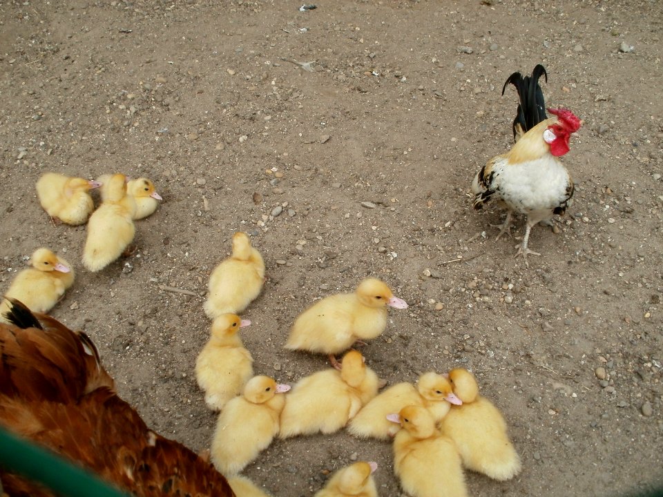 20110612Kleintierzuechter_Neulussheim3