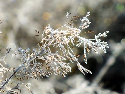 Nature frozen ice photo