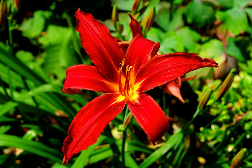 Summer red red flower