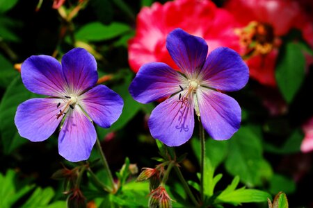 Nature plant purple flower photo
