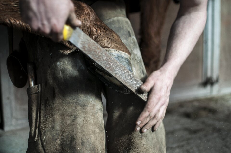 Blacksmith equine hoof