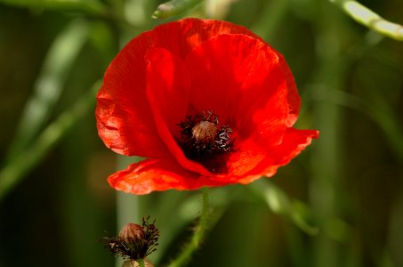 20050613-019-poppy photo