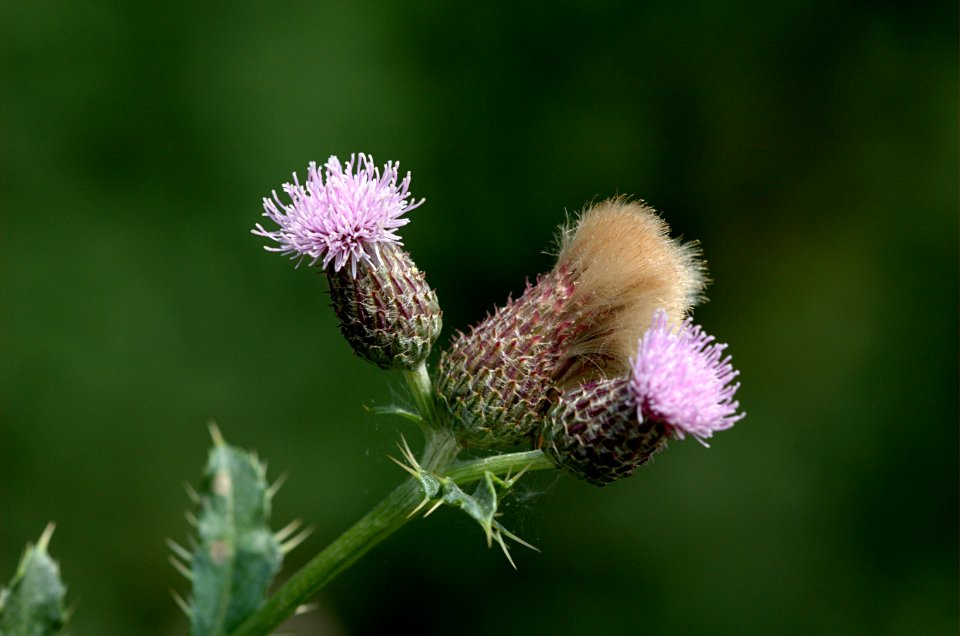 20050716-004-thistle