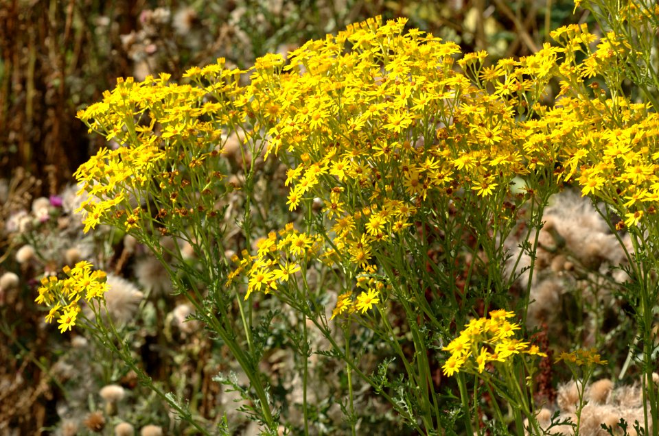 20050807-003-ragwort