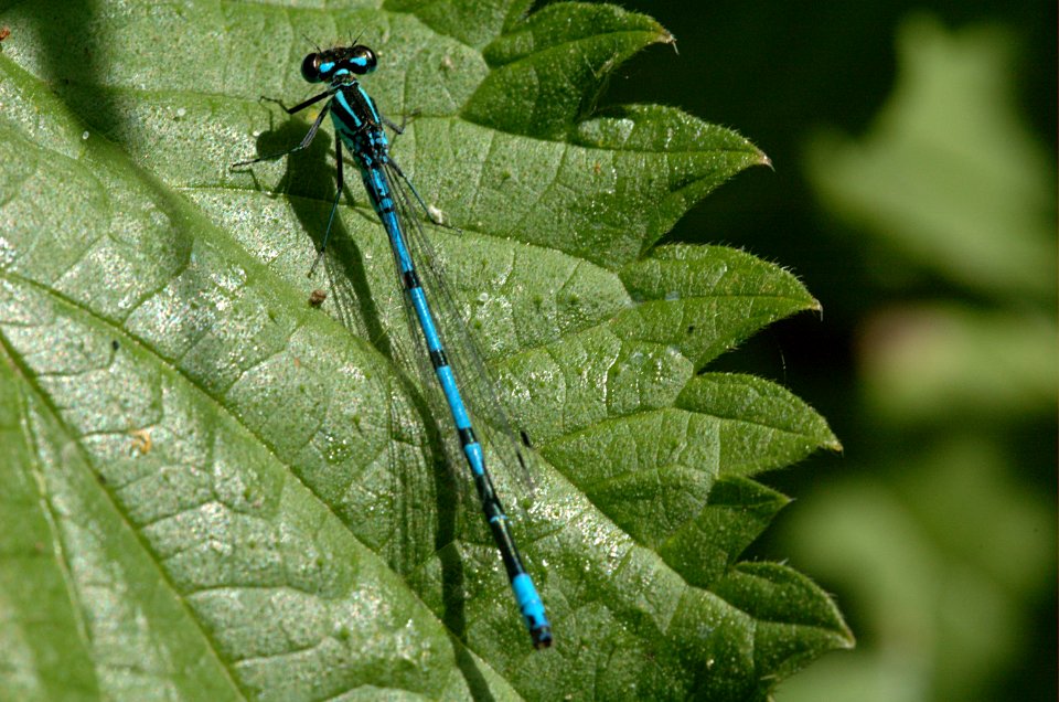 20050613-002-damselfly photo