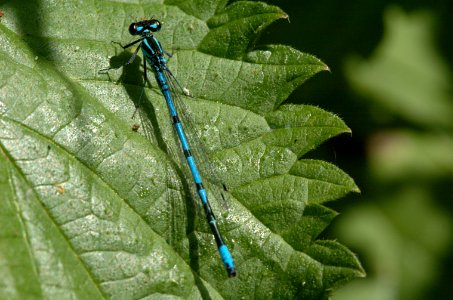 20050613-002-damselfly photo