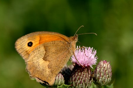 20050716-006-butterfly