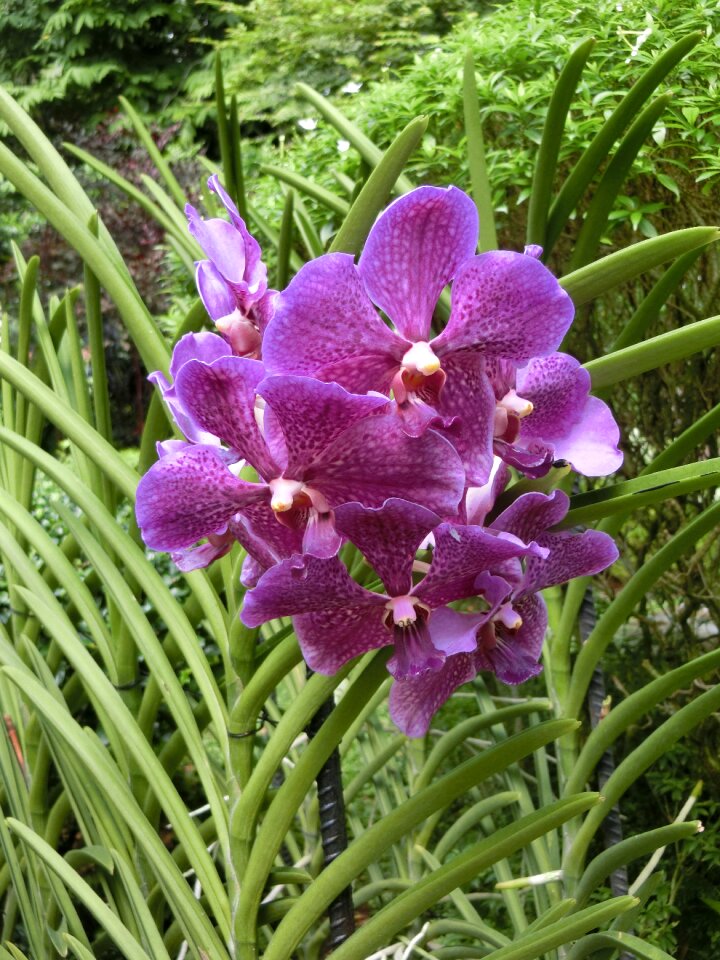 Flower singapore-orchid-garden tropical