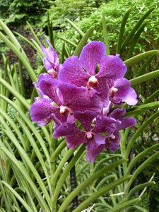 Flower singapore-orchid-garden tropical photo