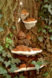 20050814-001-fungus photo