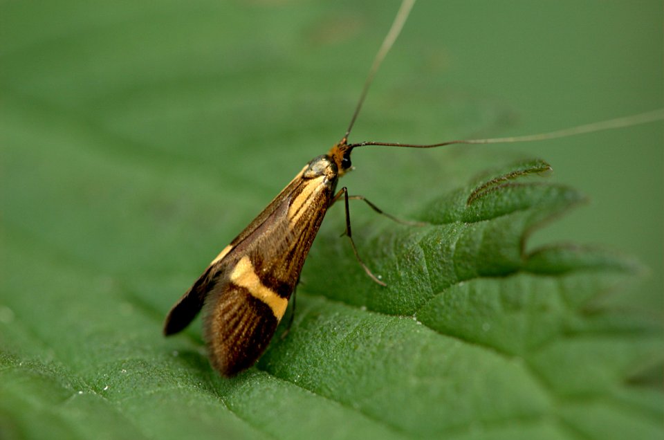 20050611-004-moth