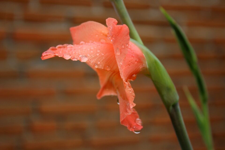 Plant water drops ppt backgrounds