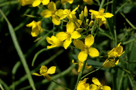 20050613-018-brassica photo