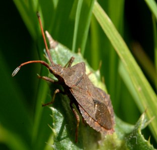 20050515-002-coreus-marginatus photo