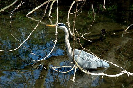 20050417-003-ardea-cinerea