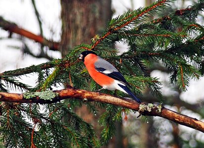 Bullfinch winter forest photo