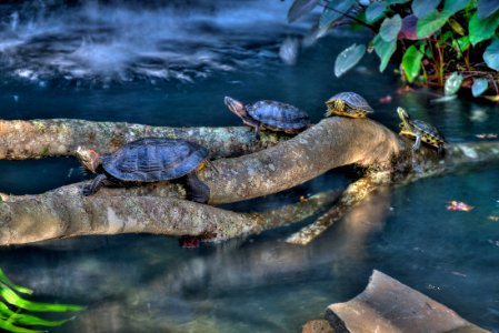 20-01-128-turtle
