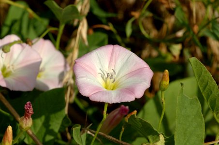 20050807-002-bindweed photo