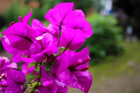 Bloom plant ppt backgrounds