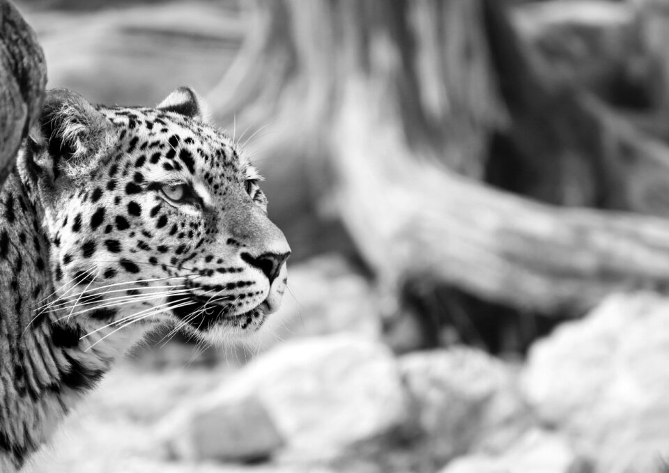 Black white recording portrait close up