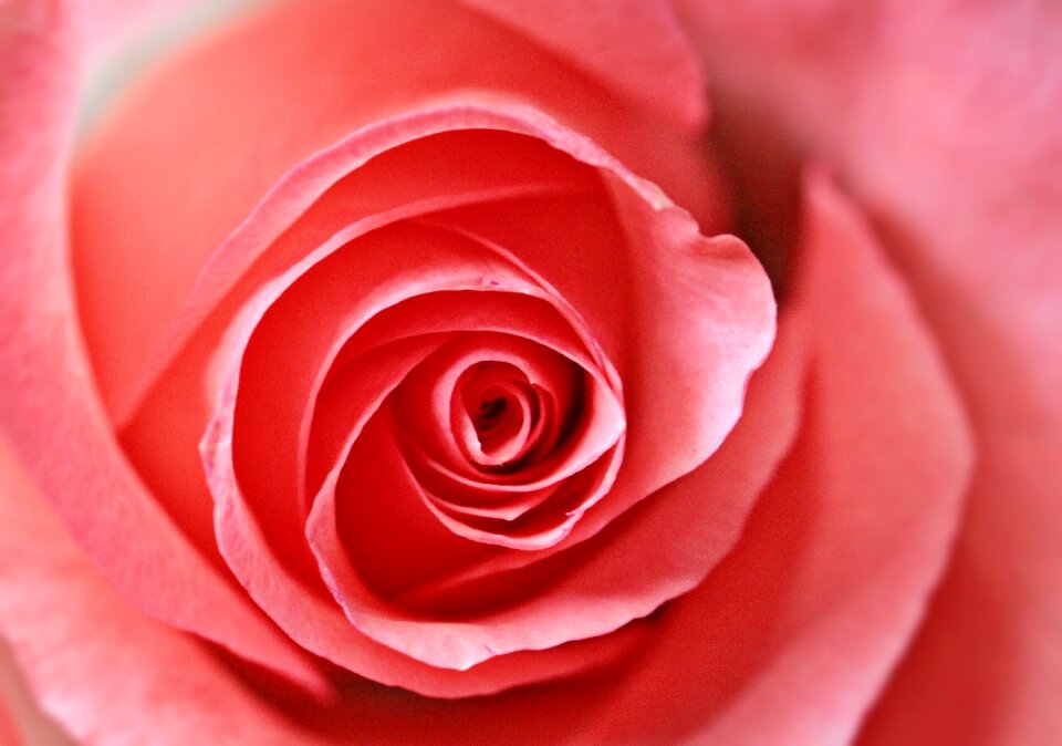 Blossom bloom flower