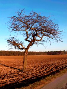 20110206Baum_Hockenheim photo