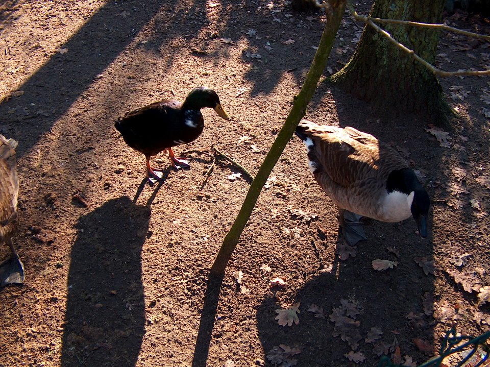 20110111Hockenheim_Vogelpark6