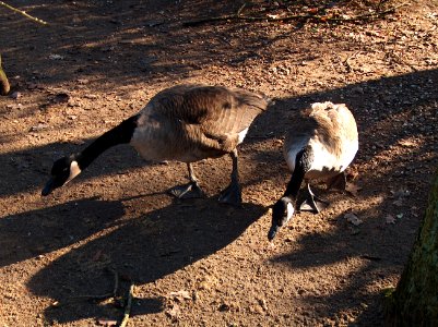 20110111Hockenheim_Vogelpark5
