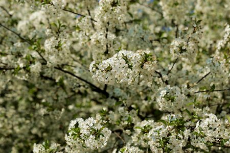 Cherry blossoms tree flowers