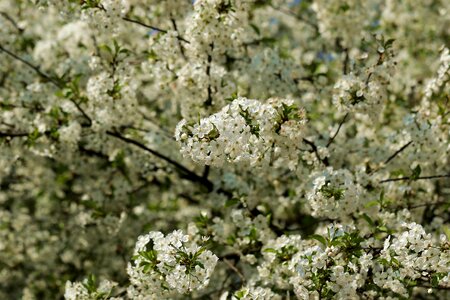 Cherry blossoms tree flowers photo