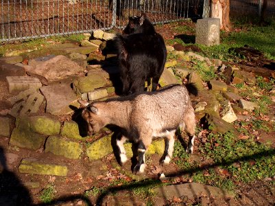 20110111Hockenheim_Vogelpark7