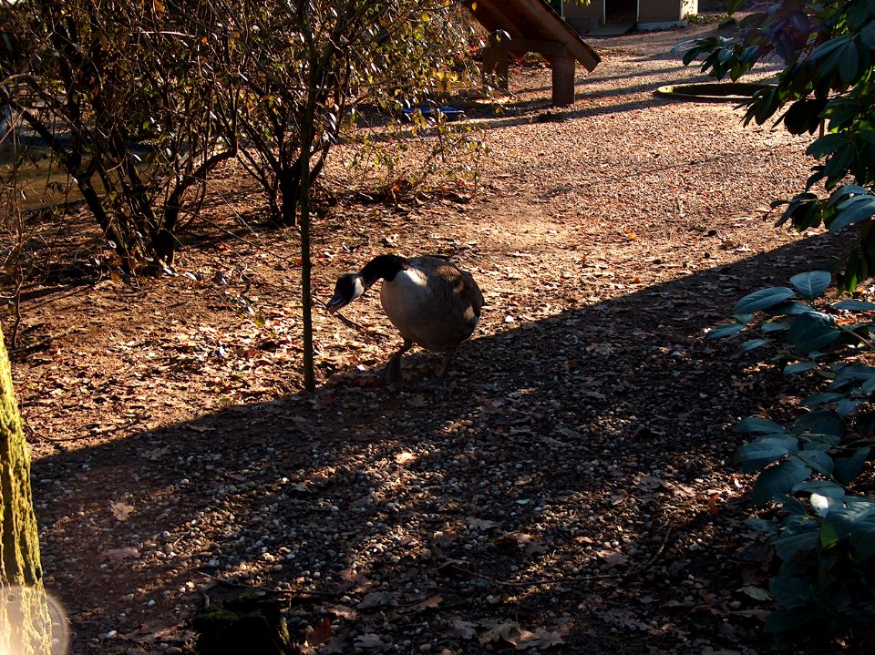 20110111Hockenheim_Vogelpark4