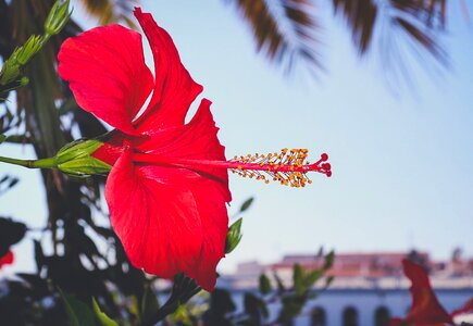 Portugal red macro