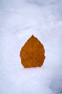 Winter snow nature