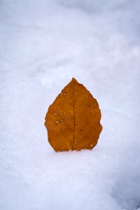 Winter snow nature photo