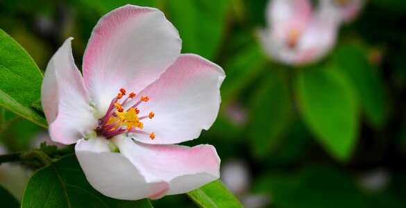Flower apple flower apple tree